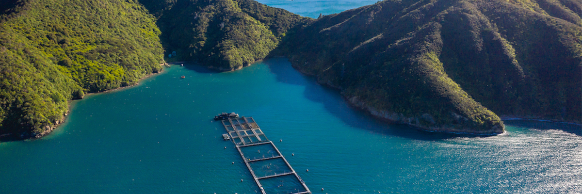 Комплекты Умной воды применяют в Новой Зеландии ради улучшения качества мидий и лосося